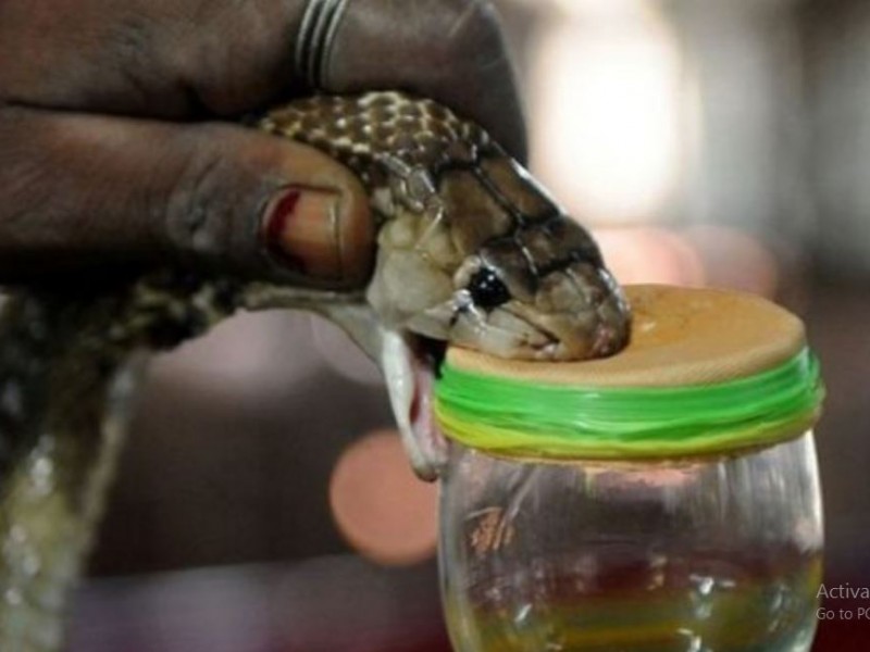 प्राथमिक स्वास्थ्य केन्द्रमा सर्पदंशको उपचार पुनः सुरू